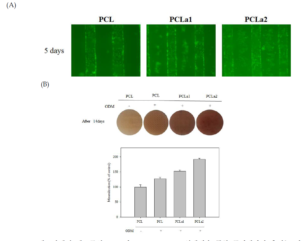 PCLa 세포담체의 세포증식도(A) 및 Alizarin Red S 염색법을 통한 골미네랄화 촉진능 검토(B)