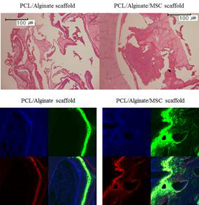 PCL/alginate, PCL/alginate/MSC를 이식한 조직 염색 결과 및 형광염색 실험 결과