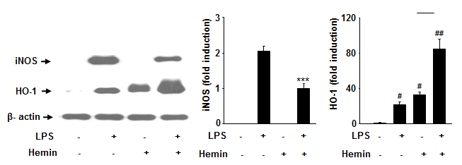 선행연구: 소교세포에서 Hemin에 의한 HO-1유도 시 M1 phenotype marker iNOS의 감소