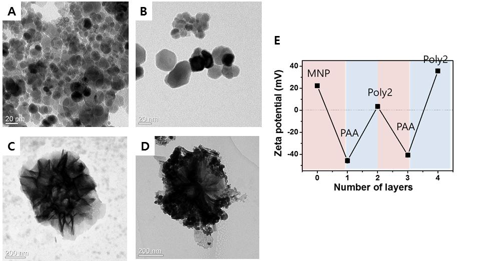 (A) Fe3O4 자성나노입자 (B) PBAE/PAA 박막을 제조한 나노입자 (C) siRNA 마이크로 입자 (D) 자성나노입자-siRNA 복합체의 TEM 이미지, (E) 자성나노입자 표면 및 각 다층박막 레이어별 제타전위