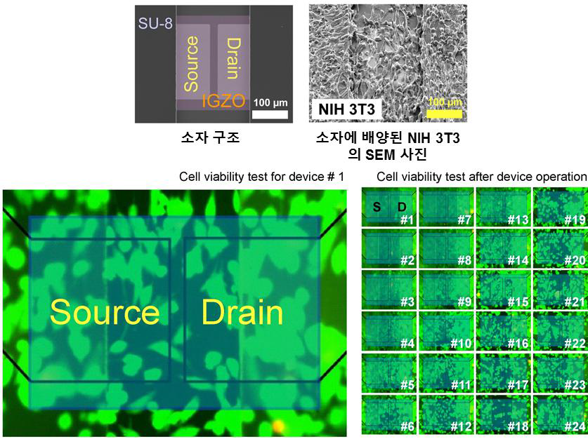 금속산화물 전해질 게이트 트랜지스터의 구동에 따른 세포생존능 평가
