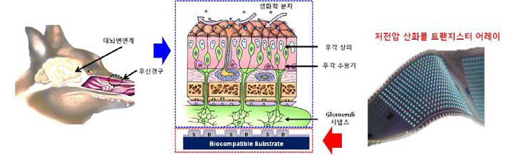 초고감도 생화학 분자 센서용 생체조직 인터페이스 개발