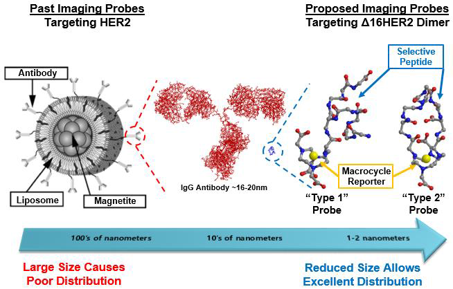 Size and distribution comparison of traditional imaging probe designs vs. our peptide-based probe.