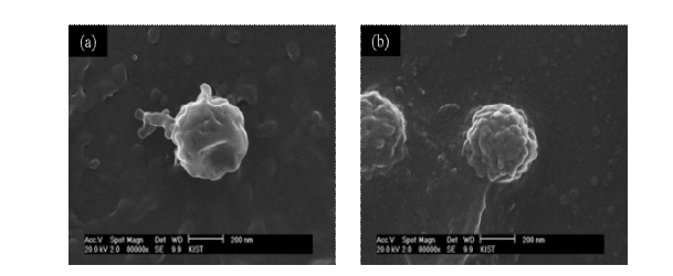 SEM 이미지 (a)nanogel, (b)금 나노입자가 담지된 nanogel (Monomer:crosslinker=200:1)