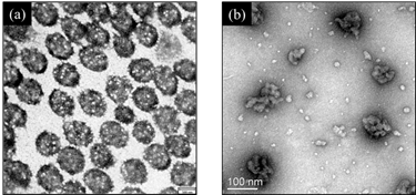 서로 다른 크기의 graphene oxide가 담지된 나노젤과 다양한 농도의 graphene oxide의 TEM 이미지