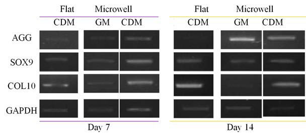 The expression of chondrogenic markers of hASC cells at flat PDMS or fabricated micro-well PDMS system