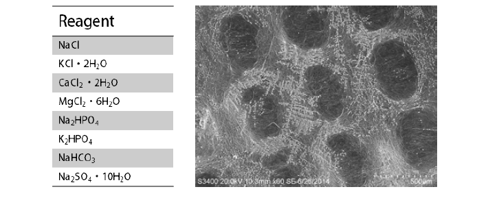 골 ECM과 유사한 SBF(1x)의 구성 성분(표), SBF(1x, 1day)가 코팅된 패턴화된 나노 섬유 SEM 이미지