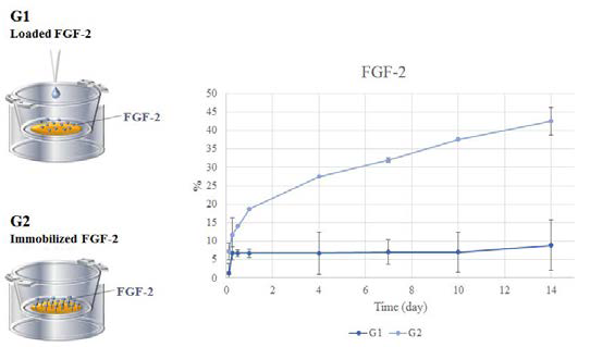 젤라틴 나노 섬유에서의 로딩된 FGF-2와 고정화된 FGF-2 방출 속도 비교