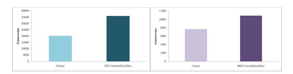 형광물질을 통해 젤라틴 나노 섬유에 고정된 FGF-2(왼), BMP-2(오)의 형광 정도 확인