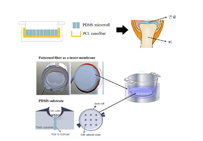 PCL 나노 섬유와 PDMS microwell을 결합한 생체 모방성 3차원 공배양 시스템 모식도