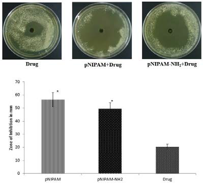pNIPAM과 pNIPAM-NH2 기반 나노젤에 로딩한 Amphotericin B 약물의 zone of inhibition 평가.