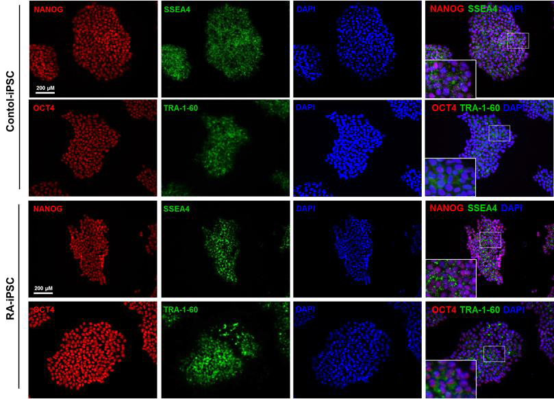 Quality control of established iPSC cell lines by immunofluorescence