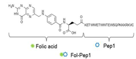 Folate와 pep-1을 이용한 다기능성 리간드 제조