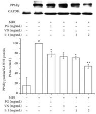 3T3-L1 지방세포에서 인삼, 여로, 인삼여로 혼합추출물 처리군의 지방 분화관련인자 변화