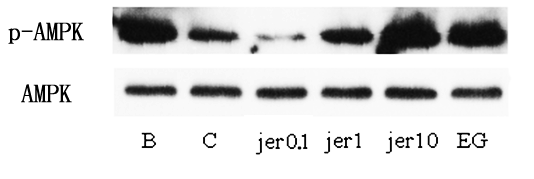 3T3-L1 지방세포에서 여로의 성분 jervine 처리군의 에너지대사인자 변화
