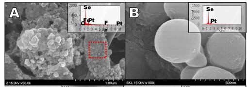 금속환원미생물에 의한 6가 셀레늄의 환원 침전물의 SEM-EDX 분석결과