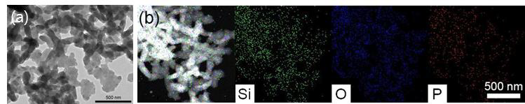 (a) dG15를 이용하여 만들어진 DNA-실리카 복합체의 TEM 사진. (b) STEM 및 EDS 결과.