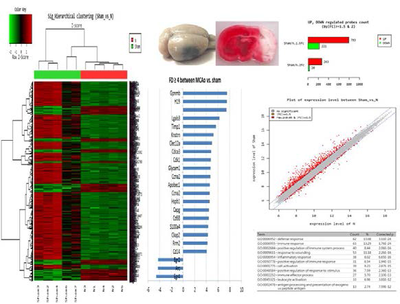 뇌졸중 랫트모델 (MCAo 군) 및 정상래트의 뇌조직에서의 mRNA 마이크로어레이 데이터 분석결과.