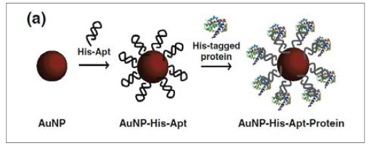 Aptamer DNA로 기능화 된 금 나노입자 전달