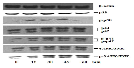 M. hyopneumoniae-induced phosphorylation of p38, ERK1/2 (p44/p42) MAPKs and JNK/SAPK in Alveolar macrophage cell line (MH-S cells).