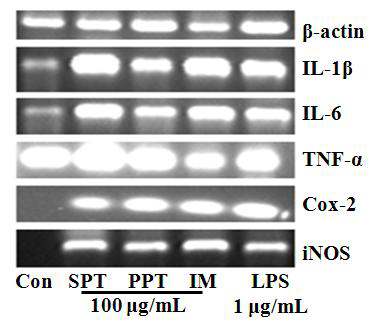 Effect of M. hyopneumoniae and its sonicted protein fractionon transcription of cytokine’s mRNA inmurine alveolar macrophage MH-S cell line.