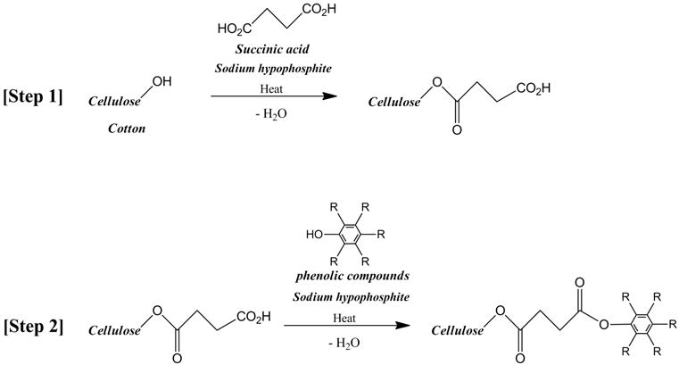 Incorporation of succinic acid onto cotton [step1] and the linking of phenolic compounds to succinic acid [step 2] through a two step=process.