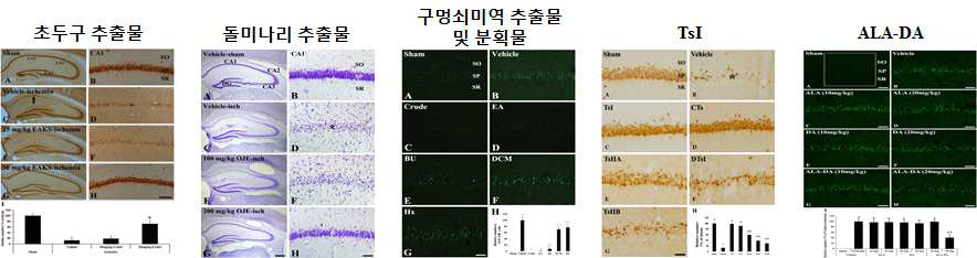 본 과제를 통해 신경세포보호 효과를 확인한 천연소재