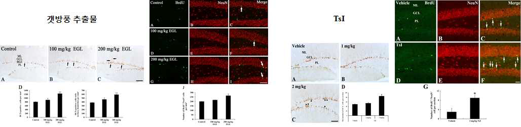 갯방풍 추출물 및 TsI의 신경모세포 분화 및 신생 신경세포 촉진 효능 확인