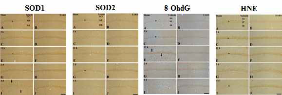초두구 추출물 투여에 따른 SOD1, SOD2의 발현 유지 및 증가와 8-OhdG, 4-HNE의 발현 감소