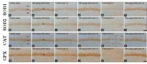 돌미나리 추출물 투여에 따른 SOD1, SOD2, CAT 및 CAT의 발현 증가 및 유지