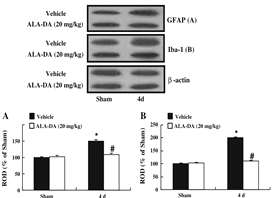 ALA-DA 투여에 따른 GFAP, Iba-1 발현 감소