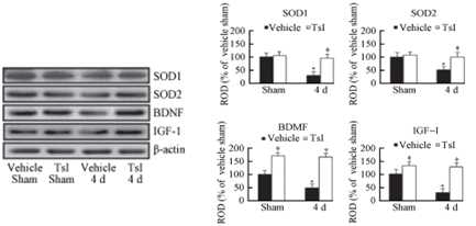 TsI 투여에 따른 SOD1, SOD2, BDNF 및 IGF-I의 발현 증가 및 유지