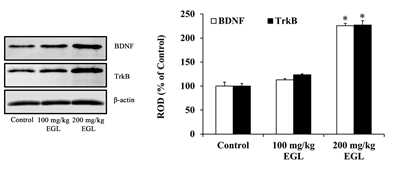 갯방풍 추출물 투여에 따른 BDNF 및 TrkB의 발현 증가