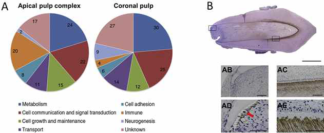 (A) Microarray 결과 (B) Immunohistochemistry