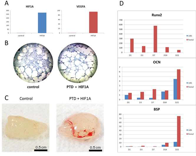 (A) HIF1A와 하위 유전자 VEGF 발현 (B) In vitro tube formation (C) In vivo matrigel plug assay (D) RUNX2와 골분화 관련 유전자 OCN, BSP의 발현