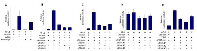 Effect of basign on MyD88 and TRIF-induced NF-κB and AP-1 activation using anti-basign antibody and basign-specific siRNA