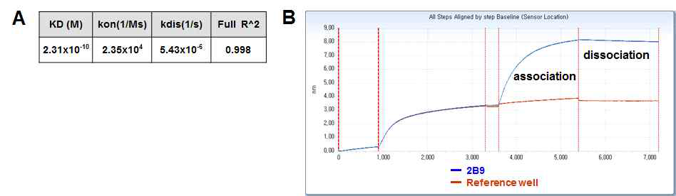 Kinetic constant measurements (A) and sensorgram data from affinity measurement of 2B9