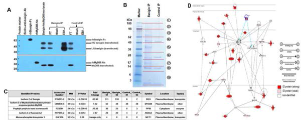 Analysis of protein-protein interaction between basigin and MyD88. Western blot analysis of pulled-down proteins using anti-basigin and MyD88 antibodies (A). SDS-PAGE fractionation and in-gel digestion (B). Quantification of ID proteins with PLGEM (C). Biological network analysis of ID proteins (D).