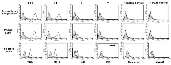 Histogram of representative antibody binding to cell surface basigin analyzed by flow cytometry. negative control is irrelative scFv-Ab