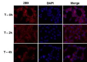 Cell surface bound 2B9 antibody is internalized and costains with nuclei (blue). T is incubation time at 37°C.