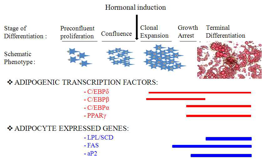 지방세포의 분화에 동반한 유전자 발현 패턴