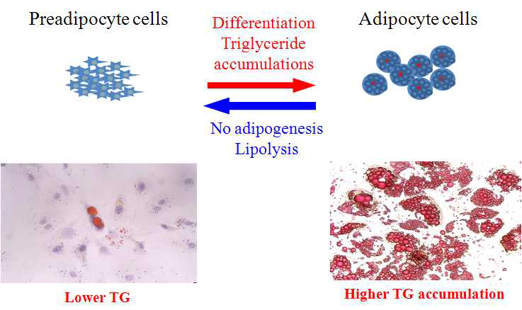 지방세포의 분화 억제 및 중성지방 축적 감소