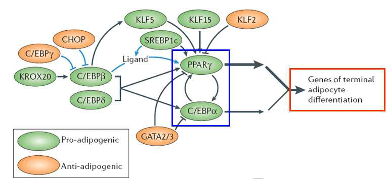PPARγ와 C/EBP family 의 지방세포 분화 및 중성지방 축적 유도