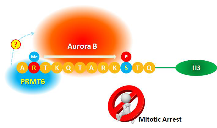 Asymmetric dimethylation of H3R2 by PRMT6 triggers H3S10 phosphorylation, which leads to mitotic arrest.