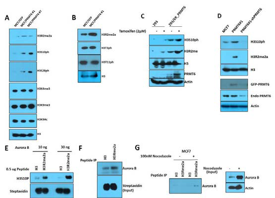 H3S10ph is increased in PRMT6 stable cell line and Aurora B preferentially binds to H3R2me peptide.