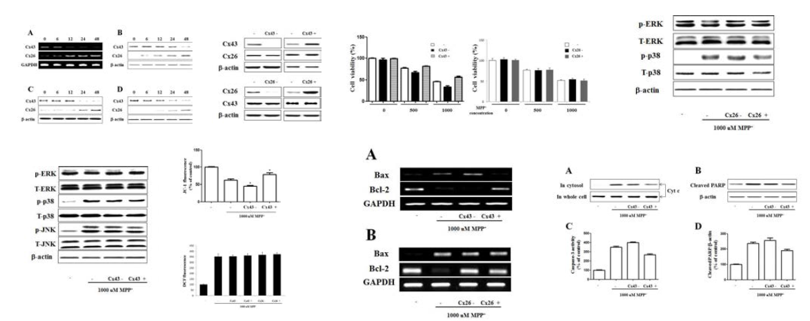 in vitro 모델을 이용한 connexin의 발현 및 기전 분석