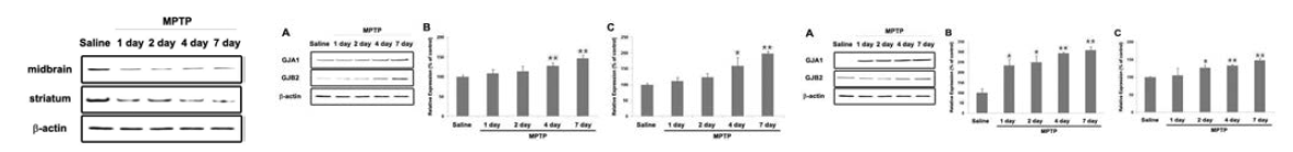MPTP동물모델을 이용한 의 신경세포 손상과의 관계연구