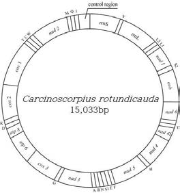 투구게 Carcinoscorpius rotundicauda 전체 미토콘드리아 유전체 지도