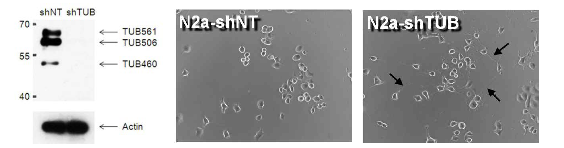 (왼쪽) shTUB5를 이용하여 Lentivirus를 만들어 Neuro2a 세포의 tubby gene을 knockdown함. Immunoblot을 통해 tubby protein의 splice variant인 TUB561, TUB506, TUB460 발현이 모두 검출되지 않음. (오른쪽) 0.1% FBS를 24시간 처리한 후, phase contrast 사진을 찍었음.