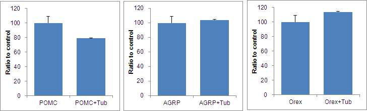 POMC, AGRP, Orexin reporter activity에 tubby 발현이 미치는 영향.